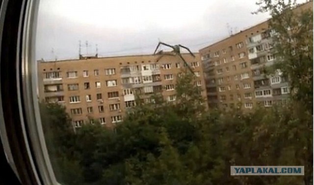 Специальная служба Мурино предупреждает жителей