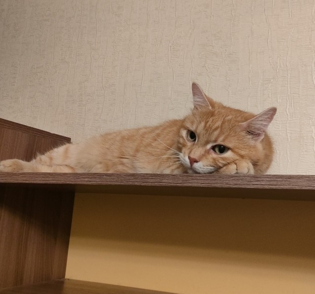А котовторник уже пришёл?