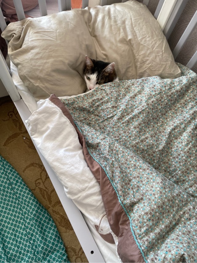 Котовторник же!