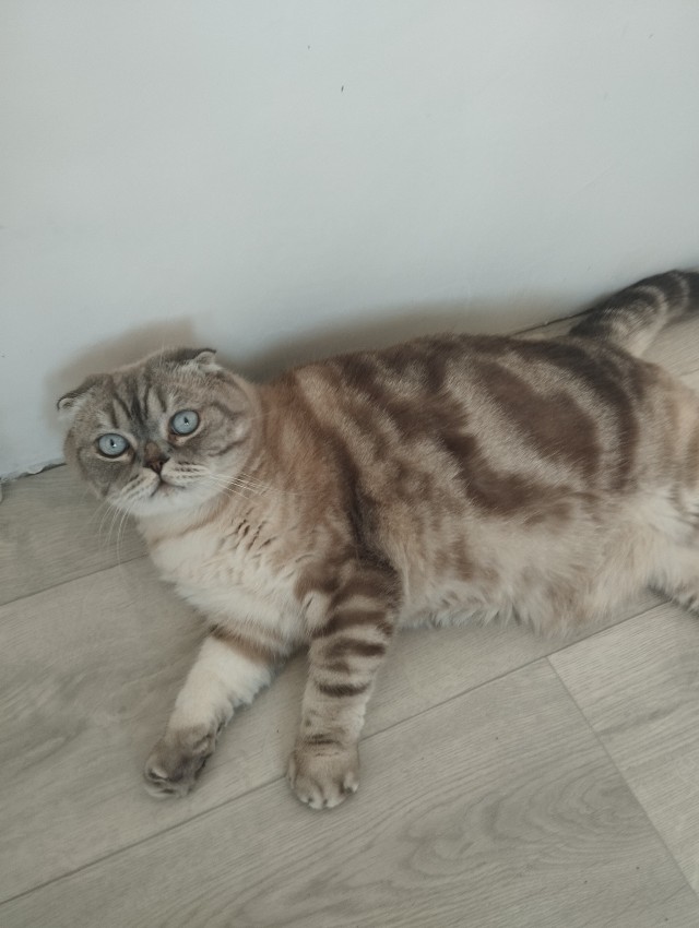 Знакомьтесь, Лорик