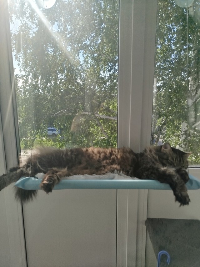 Котомодель
