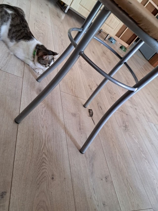 Котовторник. Начало
