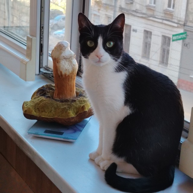 Котеек необычных псто
