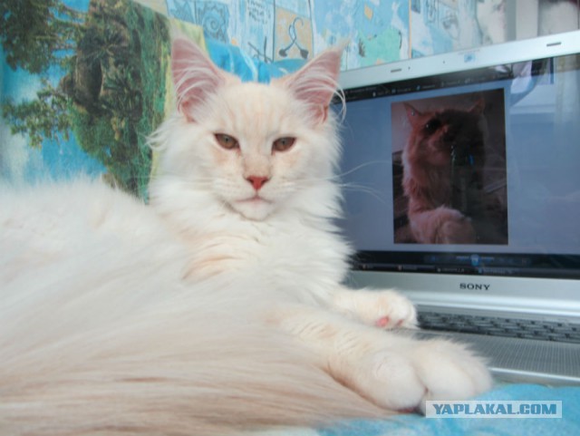 С Котовторником!
