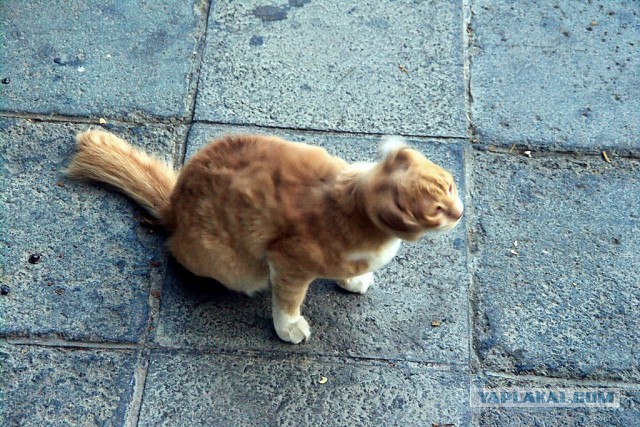 Котовторник 20.05.2014