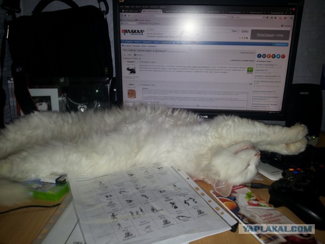 Котовторник 11.11.2014