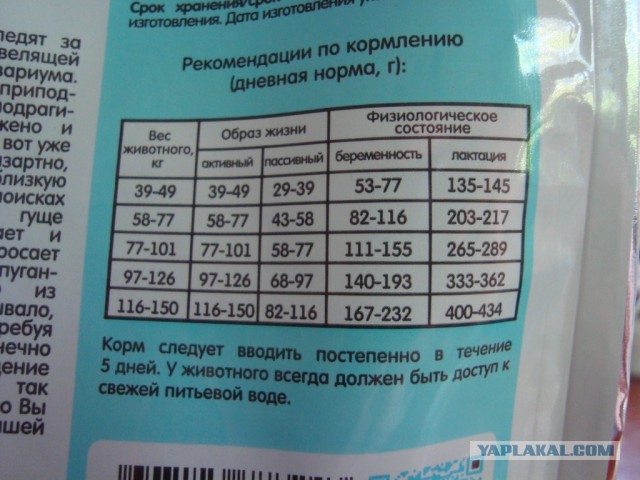 Котоведам. Прошу совета!