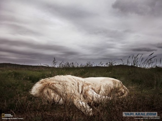 Лучшие фотографии от National Geographic за ноябрь