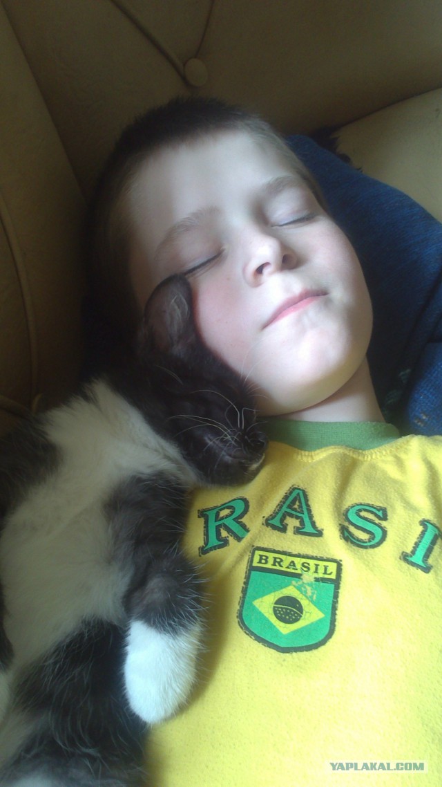 Котовторник 29-09-2015,