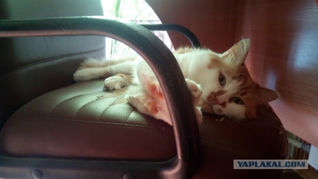 Котовторник 01.12.2015