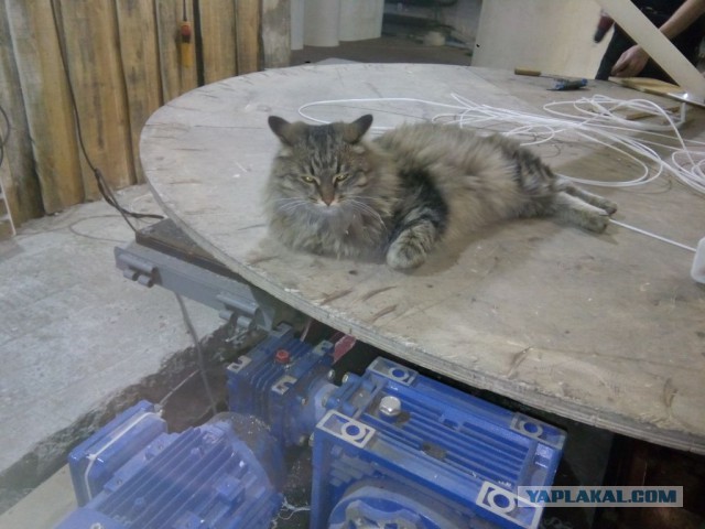 Котовторник