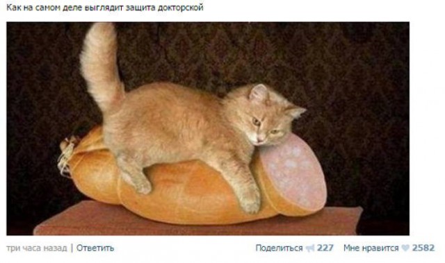 Котовторник 15.12.2015
