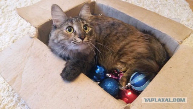 Новый год с котом Антоном