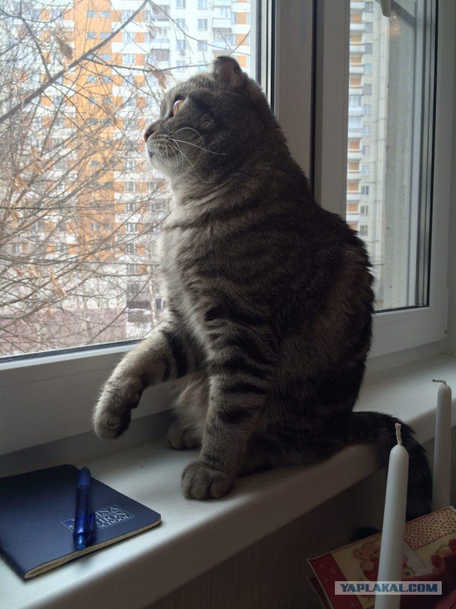 Котовторник 29.03.2016
