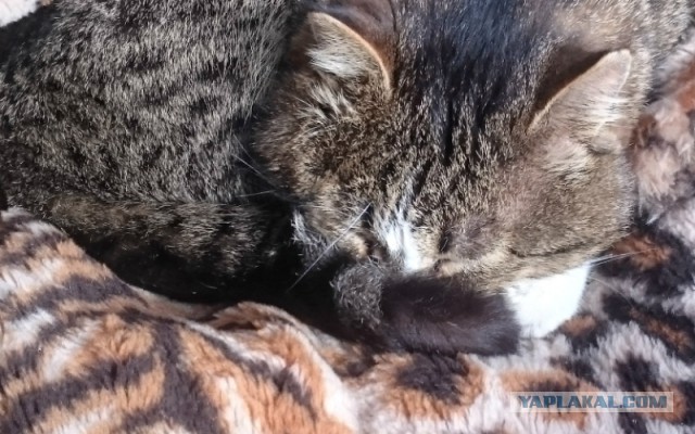КотоВторник 26.04.2016