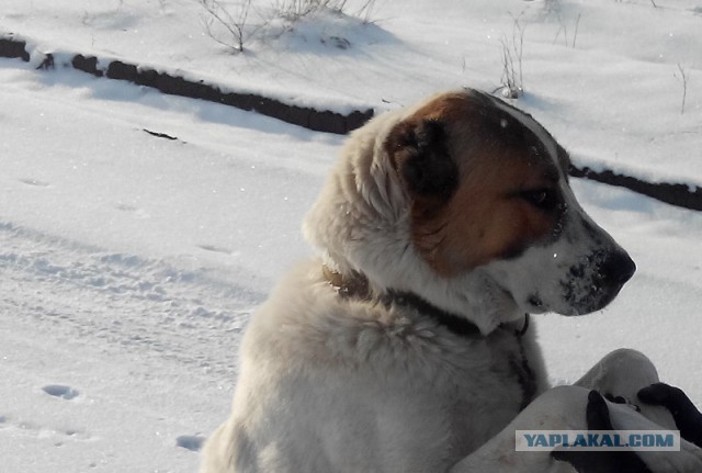 Говорят, бог смотрит на людей глазами собак