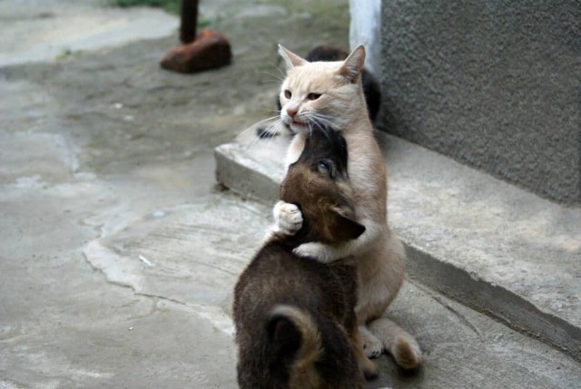 Коты из сети