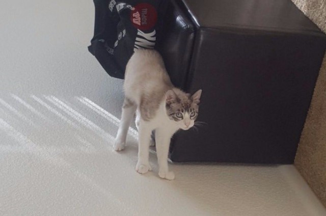 Коты из сети