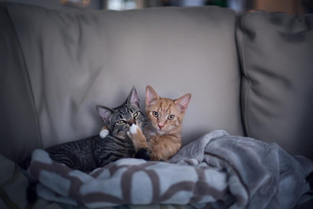 Коты и Кошки