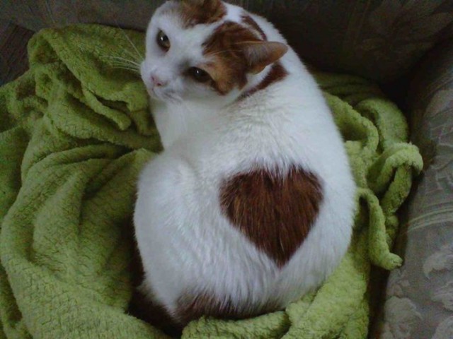Коты и Кошки
