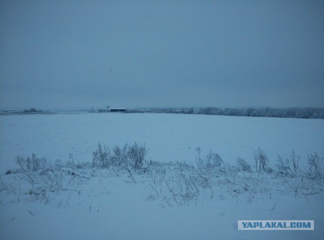 Как хобби спасло котят.