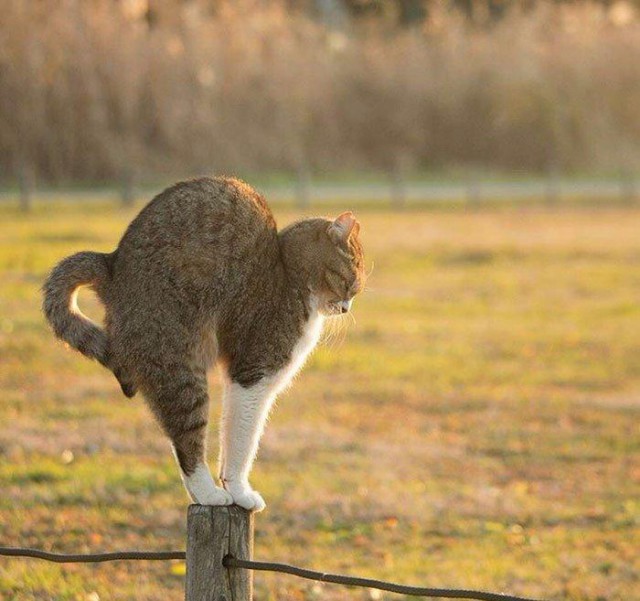 Коты и Кошки