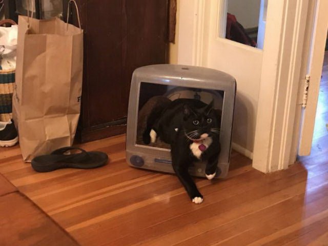 Коты и Кошки