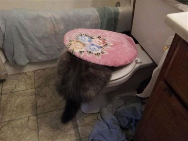 Веселые картинки из-за бугра