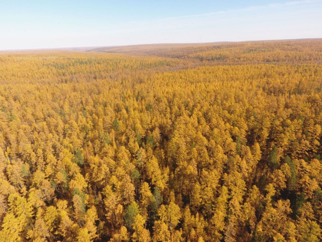 Осенняя тайга