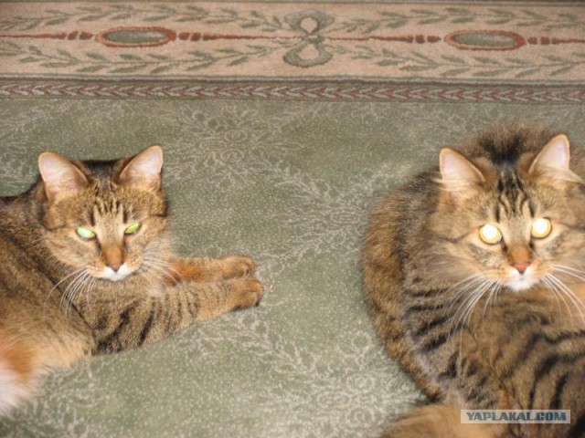 Котовторник - С праздником, котоводы!