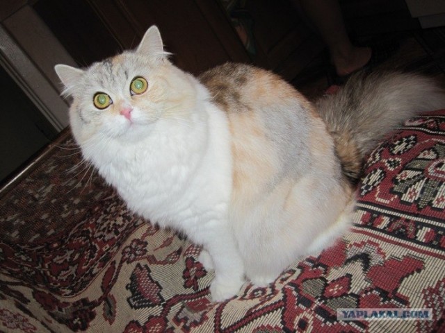 Котовторник  07.06.11