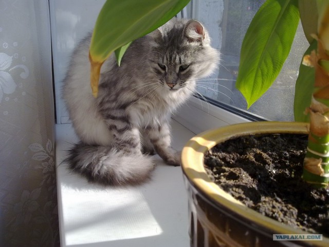 Котовторник! 08.11.11