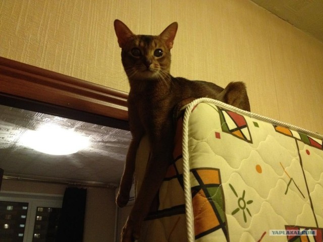 Котовторник (31.01.2012)