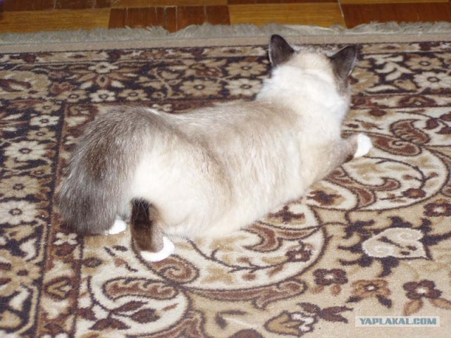 Котовторник (21.02.2012)