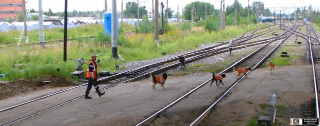 Братья наши меньшие - Кошки на железнодорожных объектах