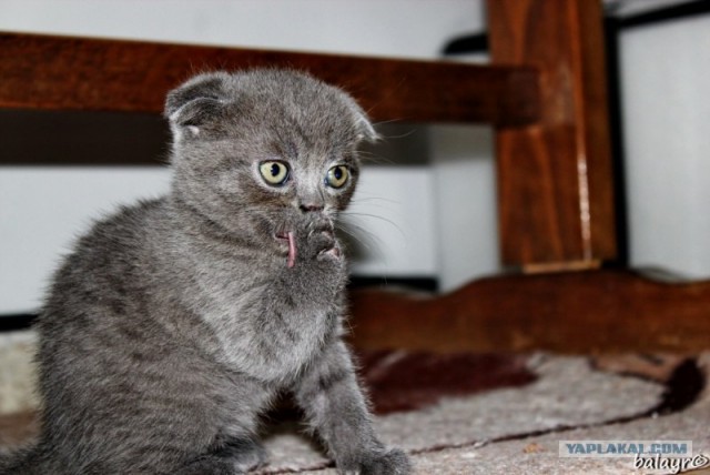 Котовторник! 13.03.2012