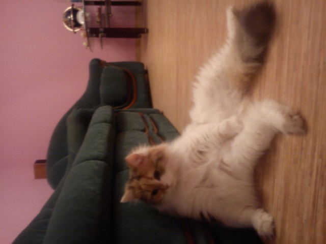 Котовторник 20.03.2012
