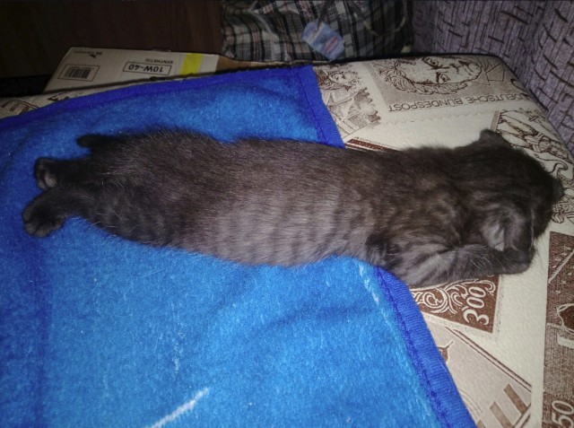 Немного милоты