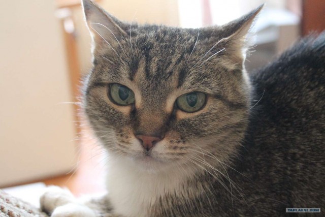 Котовторник 17.04.2012