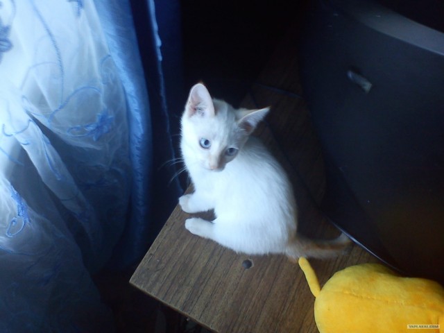 Котовторник 8 мая 2012