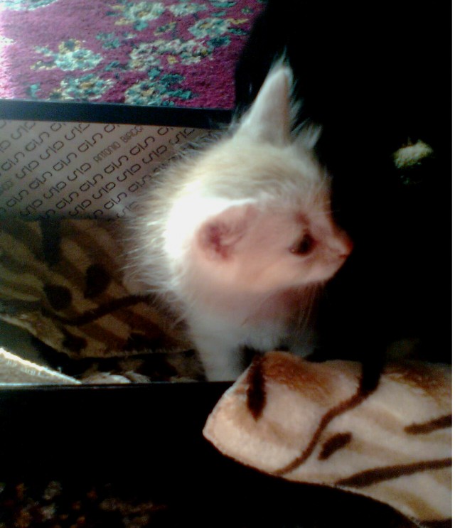Котовторник  12. 06. 2012