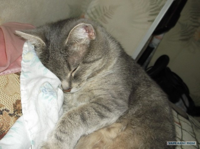 Котовторник на 26.06.12