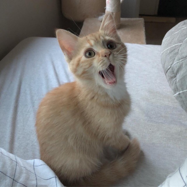 Прикольных котов пост
