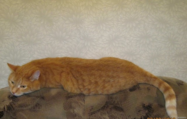 Котовторник 30.10.2012