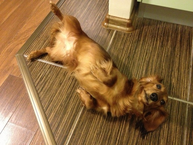 Собакочетверг