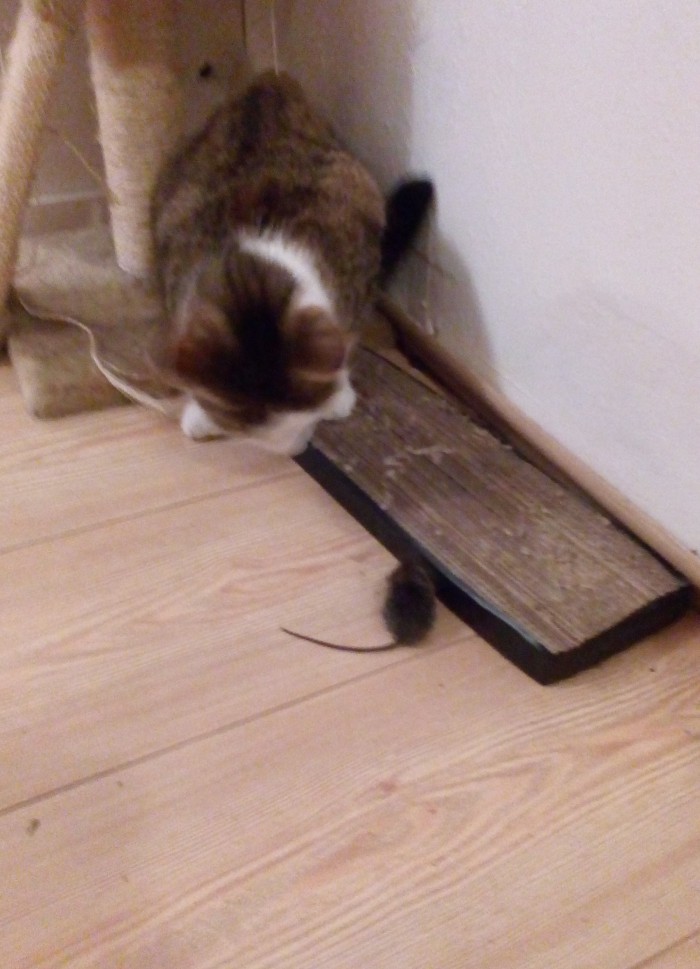Дикий котовторник