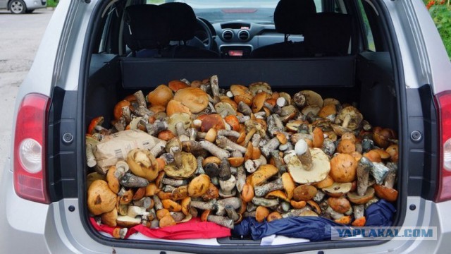 Как думаете, сколько может быть грибов в 400-граммовой упаковке?