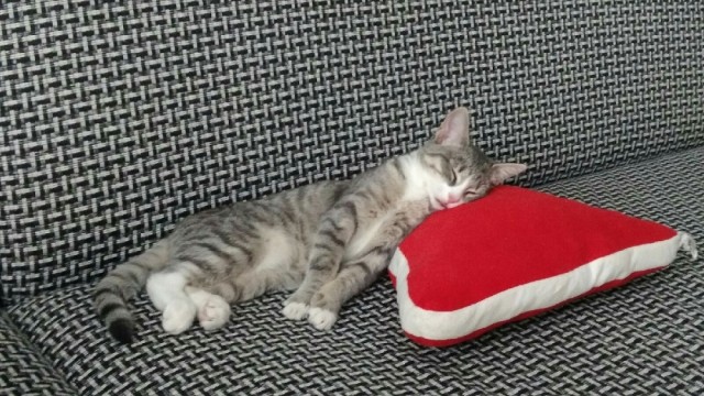 Котопост
