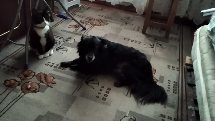 Собакочетверг. Нам сегодня 7 лет!