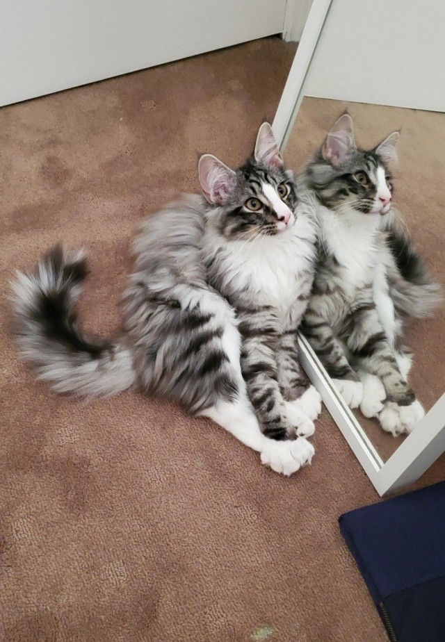 Коты из сети